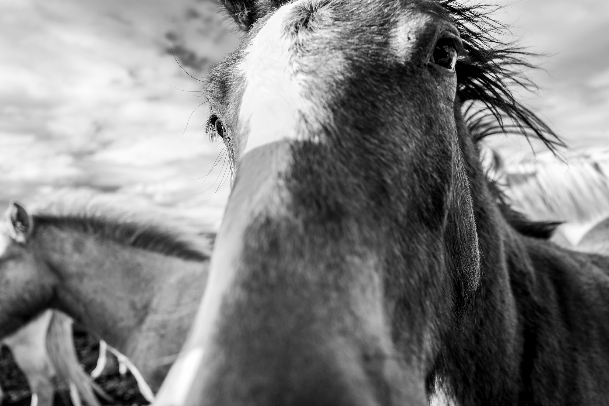 Rubinstein Fine Art Photography Somewhere Leica Camera Landscape Rubinsteinphoto Artist Gallery Stock  Horse